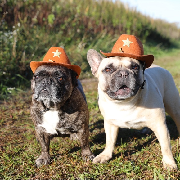 Meet your Posher, Rosa - Picture 2 of 2